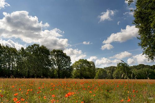 Een veld vol klaprozen met bomen aan de rand van het weiland en een mooie lucht met wolken, Hollands