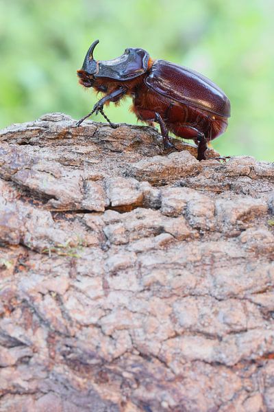 Neushoornkever (Oryctes nasicornis) van Ronald Pol