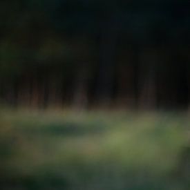 Myopic #5 by Sandra Brill