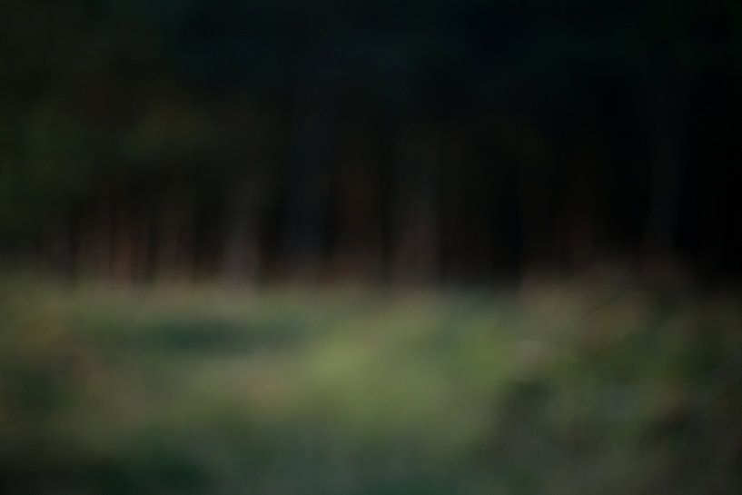 Myopic #5 by Sandra Brill