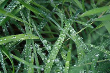 regendruppels op groen blad van Dewi Hoffs