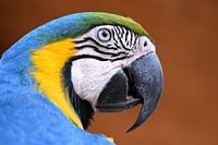 Parrots and macaws: Blue and yellow macaw
