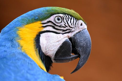 Papegaaien en ara's: Blauwgele ara, Iguazu, Brazilië