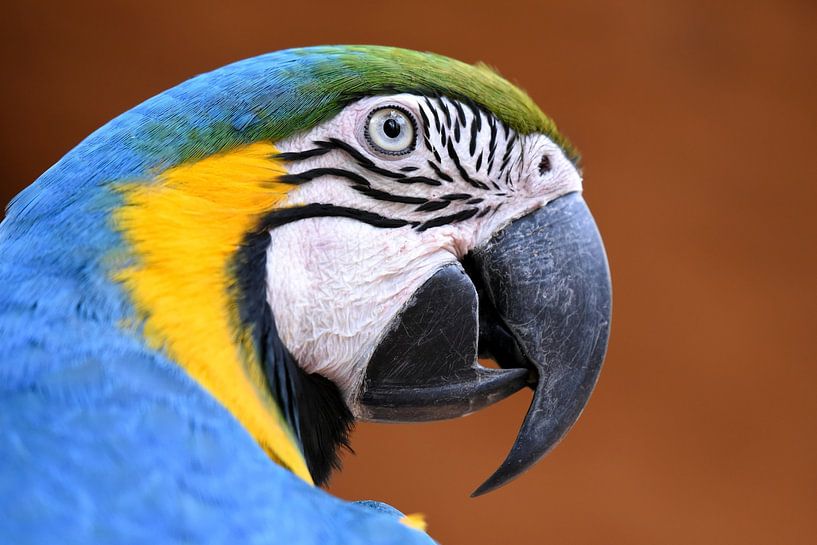 Parrots and macaws: Blue and yellow macaw by Rini Kools
