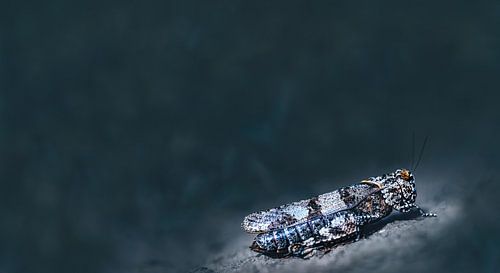 Een grote sprinkhaan