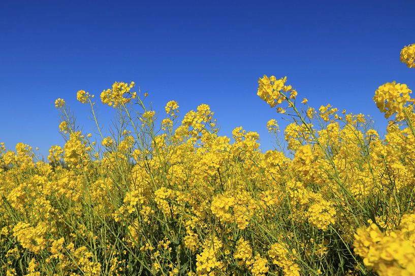 Gelbe Frühlingsblumen und blauer Himmel von Bobsphotography