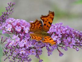 Butterfly, the summer messenger by Mark-Joachim Strehl: Wundervolle Welt der Schmetterlinge / Wonderful world of butterflies