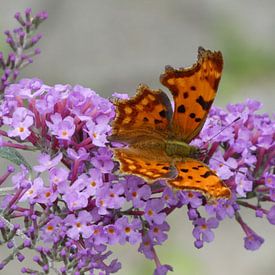 Schmetterling, der Sommerbote von Mark-Joachim Strehl: Wundervolle Welt der Schmetterlinge / Wonderful world of butterflies