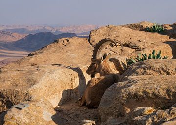 Steenbok in Mitzpe Ramon, Israël van Janny Beimers