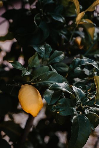 Stimmungsvolle botanische Wand mit Zitrone