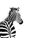 Zebra van Steven Hendrix thumbnail