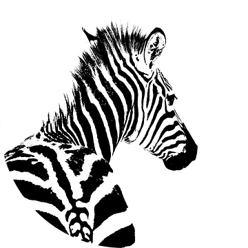 Zebra van Steven Hendrix
