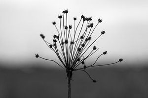 Sommerverfall #4