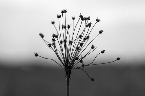 Déclin de l'été #4