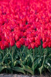 Zeewolde Flevoland von Robinotof