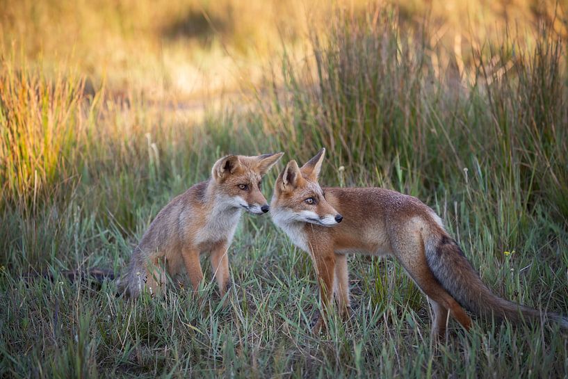 Two foxes by Esther Bakker-van Aalderen