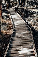 Un sentier en bois zigzague à travers une forêt clairsemée dans couleurs vintage