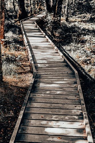 Een houten pad zigzagt door een open bos in vintage kleuren