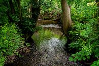 Babbling brook in the forest by FotoGraaG Hanneke thumbnail