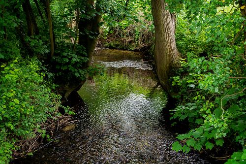 Le ruisseau qui babille dans la forêt