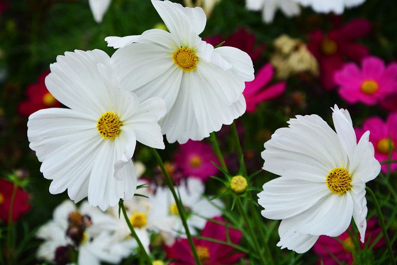 witte bloemen von Gerrit Neuteboom