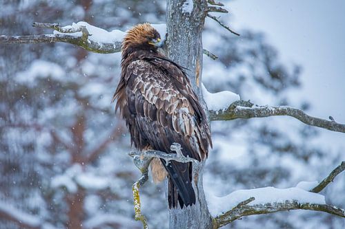 Steinadler, Aquila chrysaetos. Raubvogel