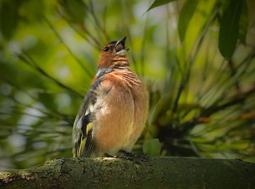 Vink  zingend in een aureool van takjes van Marjon Woudboer