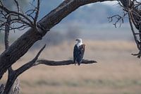 Bold Eagle Zee Arend op de uitkijk