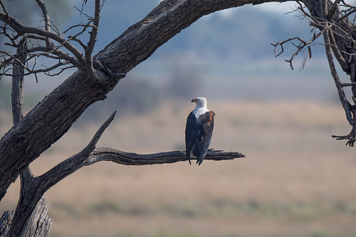 Bold Eagle Zee Arend op de uitkijk