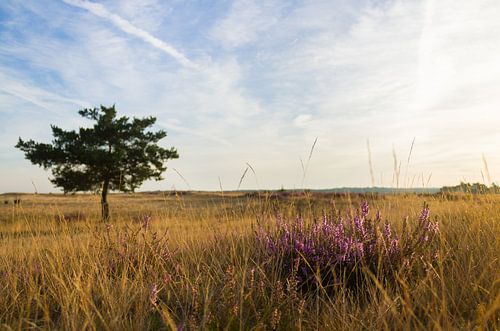 Een eenzame boom in contrast met de paarse struik ervoor