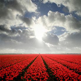 the promised land van bob van den berg