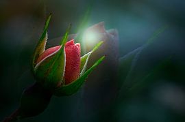 bloem in knop