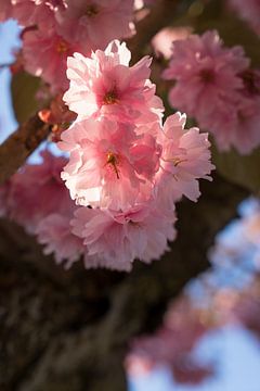 Roze bloesems van een sierkers in het voorjaar 2 van Heidemuellerin