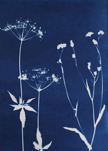 Summer flowers in blue