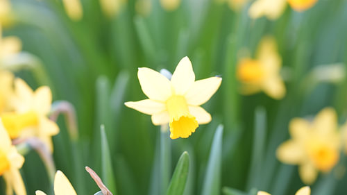 Daffodil in shades of pale yellow and green