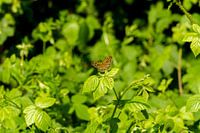 Vlinder in het groen