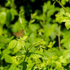 Vlinder in het groen van Dany Tiels