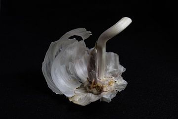 Garlick by Jeroen de Lang
