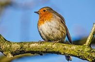 Roodborst, blauwe lucht van Frans Blok - foto's, kunst en andere wanddecoratie thumbnail