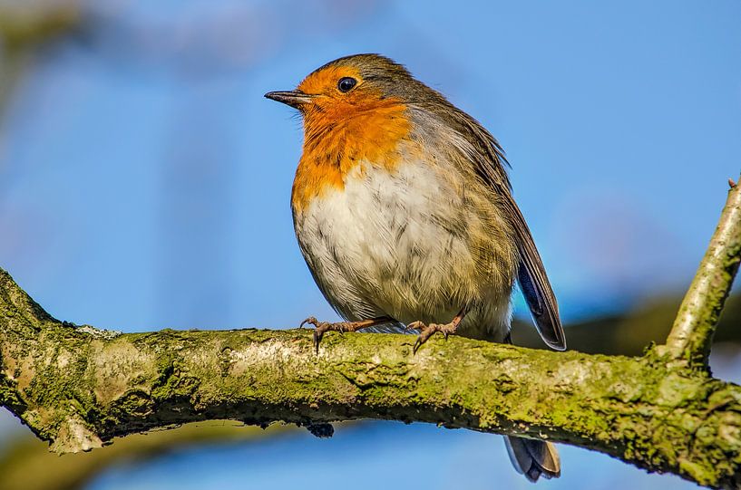 Roodborst, blauwe lucht van Frans Blok - foto's, kunst en andere wanddecoratie