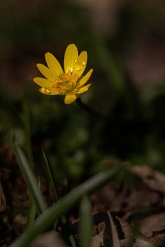 Gewöhnlicher Teestrauch mit Wassertropfen zwischen den Blättern im Wald von Bram Lubbers