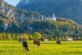 in the Allgäu by Walter G. Allgöwer