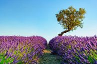 La Provence par Manjik Pictures Aperçu
