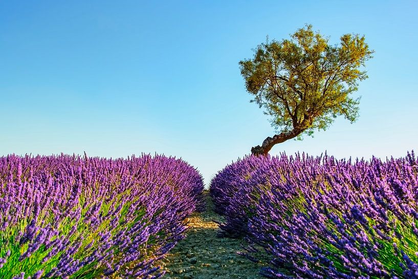 La Provence par Manjik Pictures