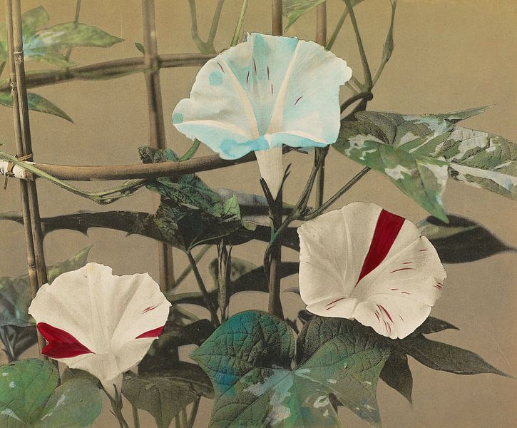 Morning Glory, Ogawa Kazumasa van Meesterlijcke Meesters