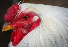 Rooster in close up by WDK