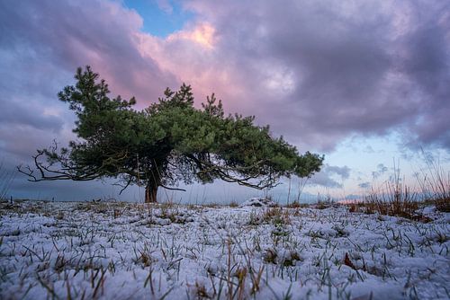 oude boom in de sneeuw.