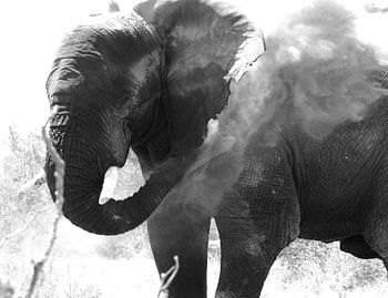Elefant beim Staubbad