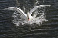 Touch Down