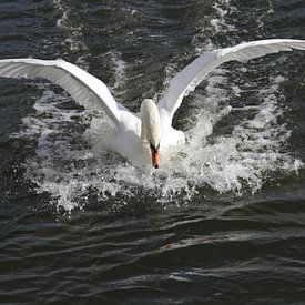 Touch Down van Edwin Martens